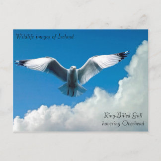 はがき用の野生動物の画像 ポストカード