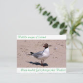 はがき用の野生動物の画像 ポストカード (スタンド正面)