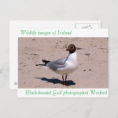 はがき用の野生動物の画像 ポストカード (正面/裏面)