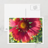 はがき秋花 ポストカード (正面/裏面)