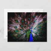 はがき素晴らし、孔雀 ポストカード (正面/裏面)