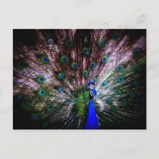 はがき素晴らし、孔雀 ポストカード (正面)
