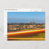 はがき花フィールドCarlsbad, CA ポストカード (正面/裏面)