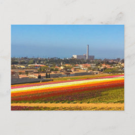 はがき花フィールドCarlsbad, CA ポストカード