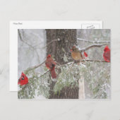 はがき (正面/裏面)