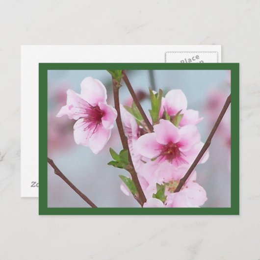 はがき (正面/裏面)