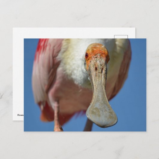 はがき (正面/裏面)