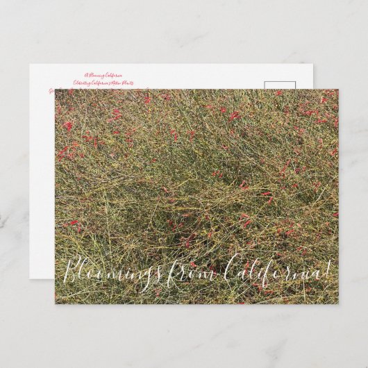 はがき (正面/裏面)