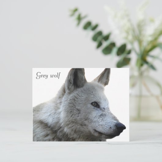 はがき (スタンド正面)