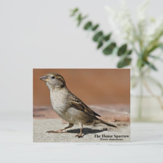 はがき (スタンド正面)