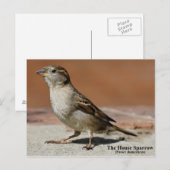 はがき (正面/裏面)