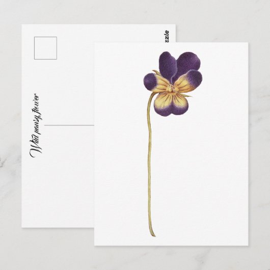 はがき (正面/裏面)