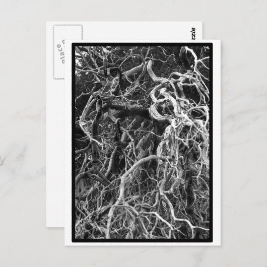 はがき (正面/裏面)