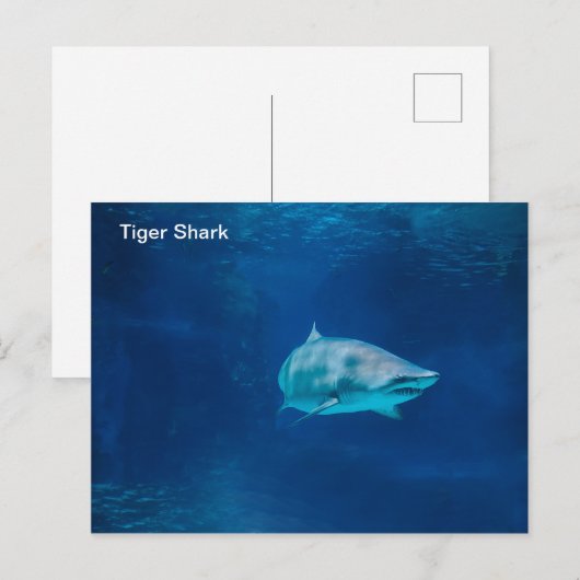 はがき (正面/裏面)