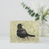 はがき (スタンド正面)