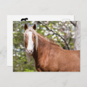 はがき (正面/裏面)