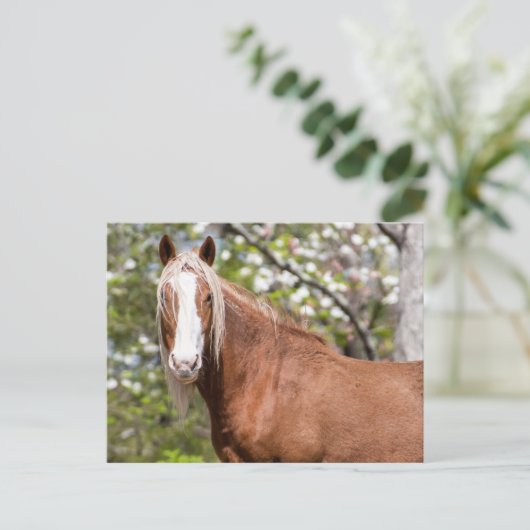 はがき (スタンド正面)