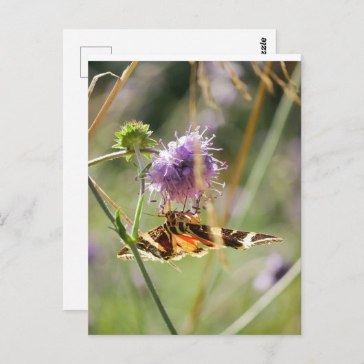 はがき (正面/裏面)