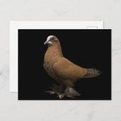 はがき (正面/裏面)