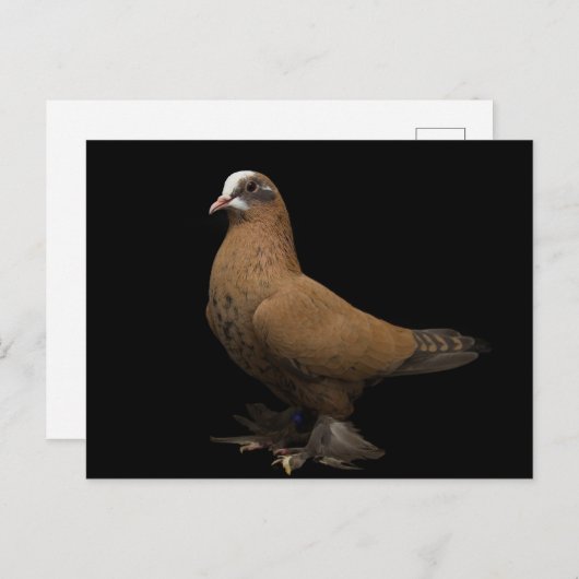 はがき (正面/裏面)