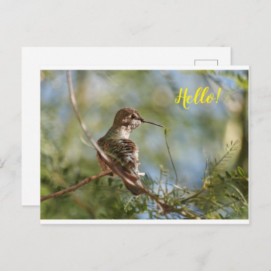 はがき (正面/裏面)