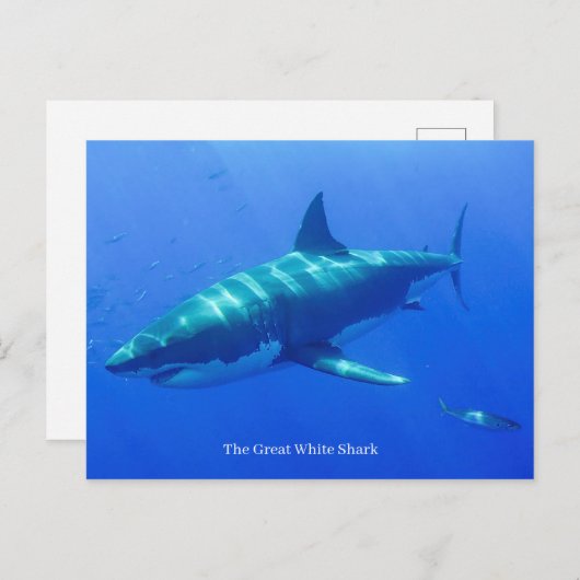 はがき (正面/裏面)