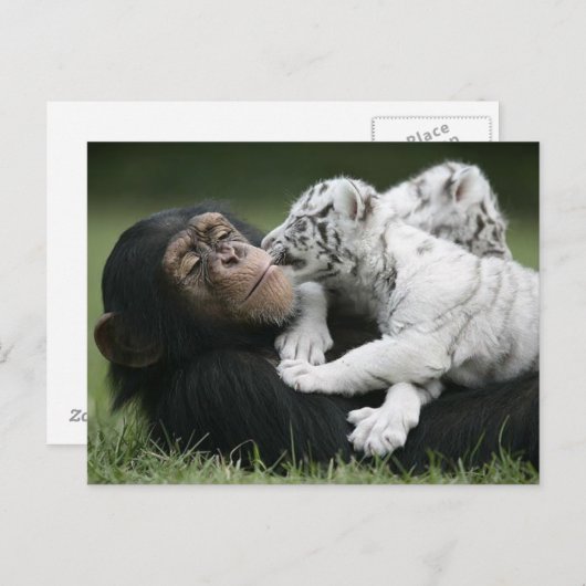 はがき (正面/裏面)