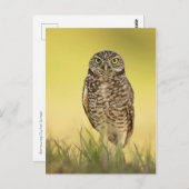 はがき (正面/裏面)