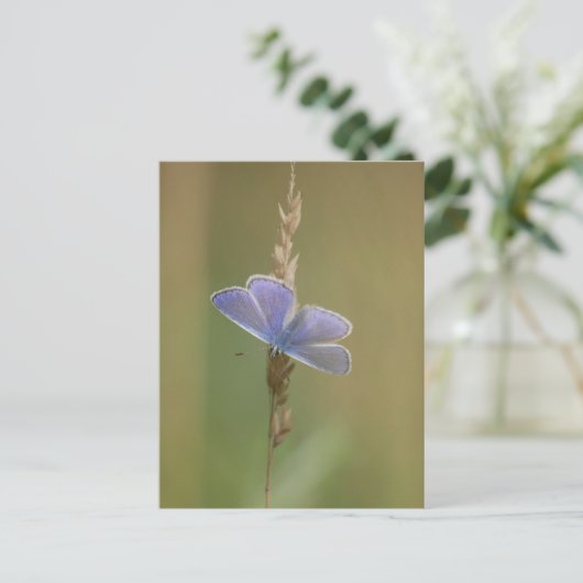 はがき (スタンド正面)