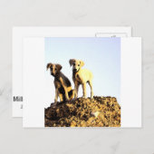 はがき (正面/裏面)