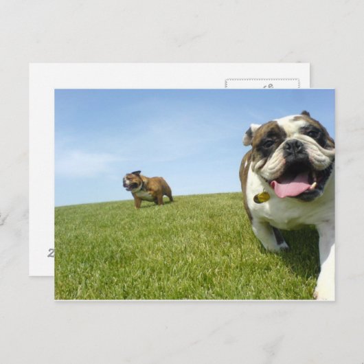 はがき (正面/裏面)