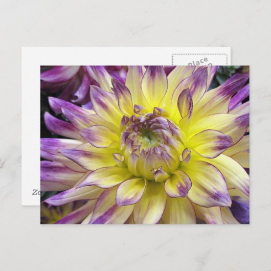 はがき (正面/裏面)