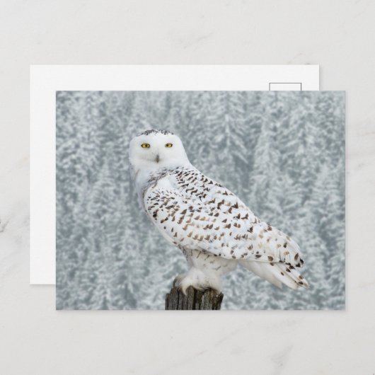 はがき (正面/裏面)