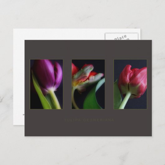 はがき (正面/裏面)