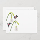 はがき (正面/裏面)