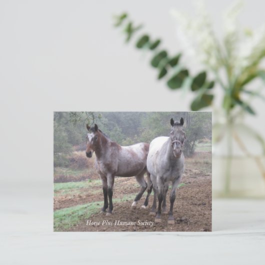 はがき (スタンド正面)