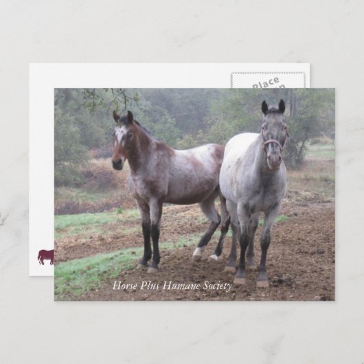 はがき (正面/裏面)