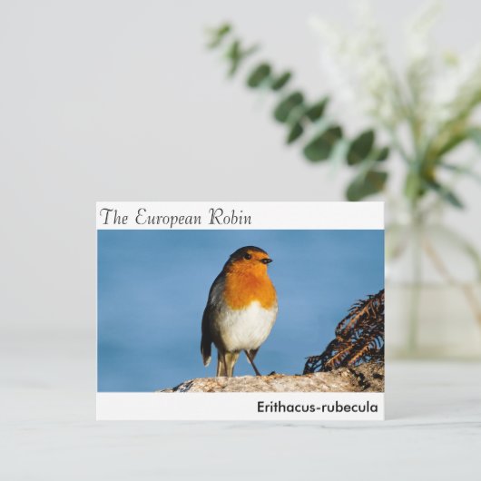 はがき (スタンド正面)