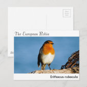 はがき (正面/裏面)