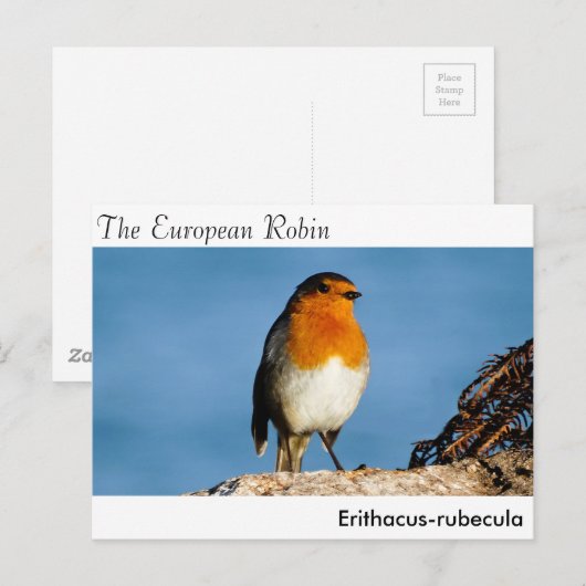 はがき (正面/裏面)