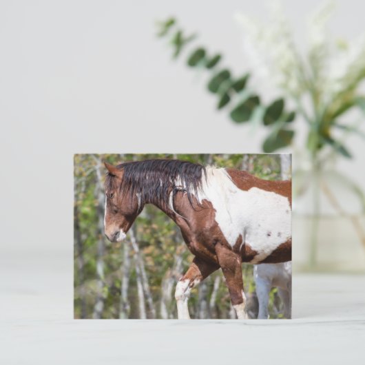 はがき (スタンド正面)