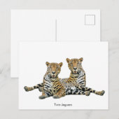 はがき (正面/裏面)