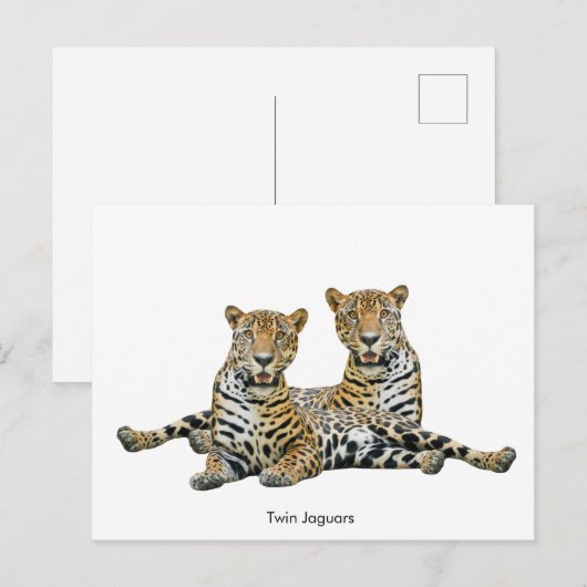 はがき (正面/裏面)