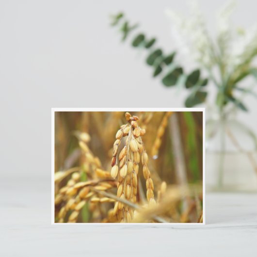 はがき (スタンド正面)