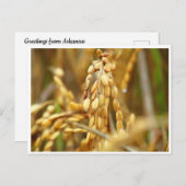 はがき (正面/裏面)