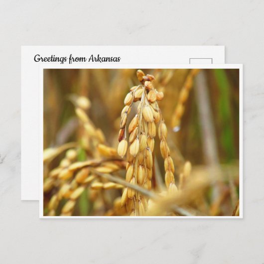 はがき (正面/裏面)