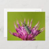 はがき (正面/裏面)