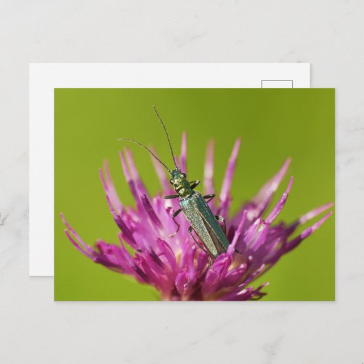 はがき (正面/裏面)