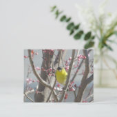 はがき – さくらんぼツリーの黄色いフィンチ (スタンド正面)