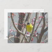はがき – さくらんぼツリーの黄色いフィンチ (正面/裏面)